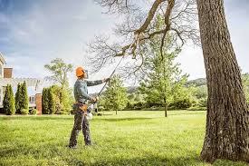 Best Tree Trimming and Pruning  in Elk Grove Vlage, IL