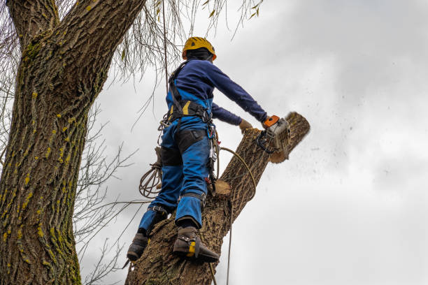 How Our Tree Care Process Works  in  Elk Grove Village, IL