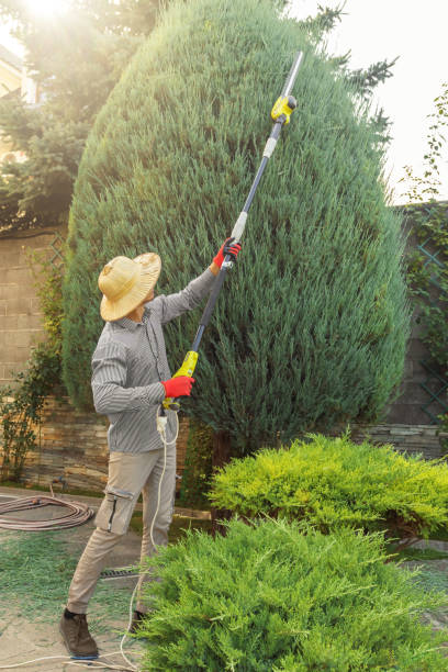 Tree and Shrub Care in Elk Grove Village, IL